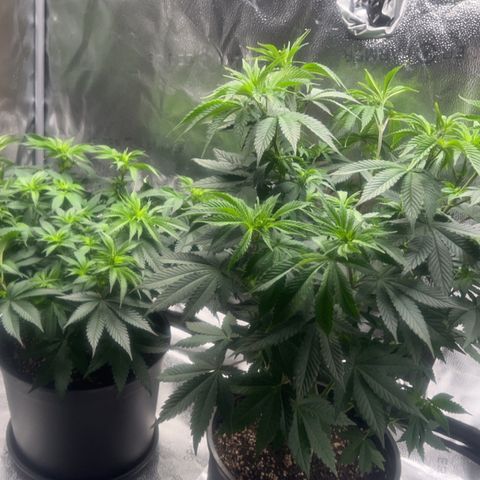 G 45 growlog timeline photo