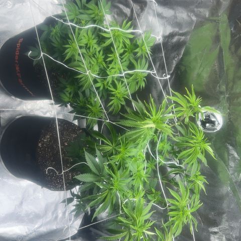G 45 growlog timeline photo