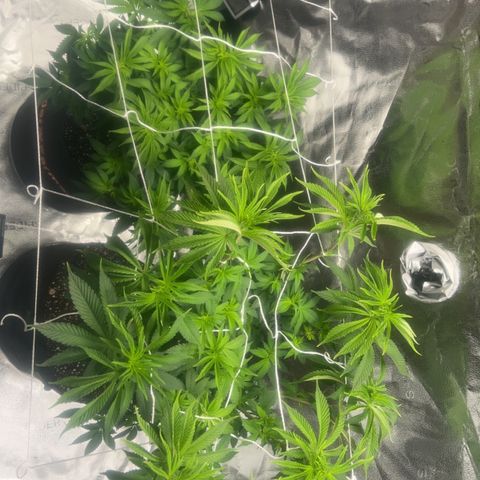 G 45 growlog timeline photo