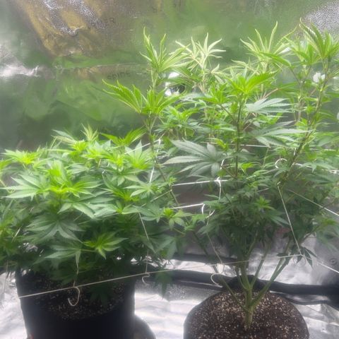 G 45 growlog timeline photo