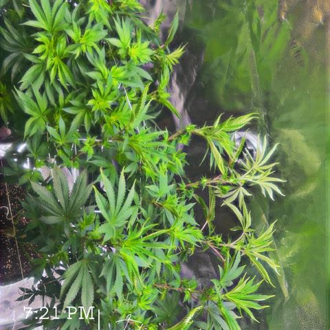 G 45 growlog timeline photo