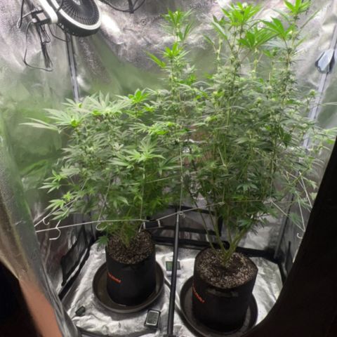 G 45 growlog timeline photo