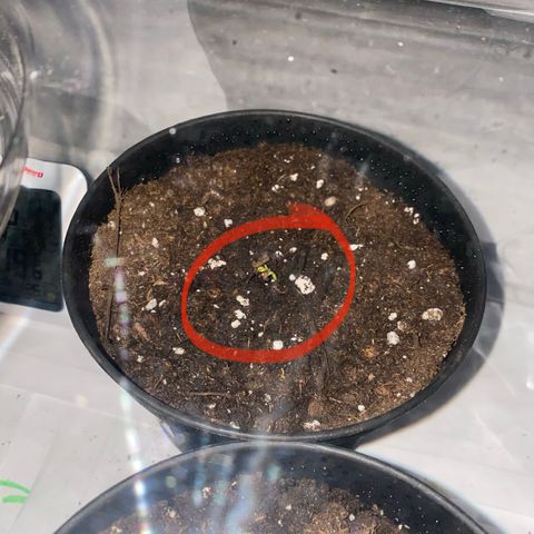 Josh Growlog-Foto 3