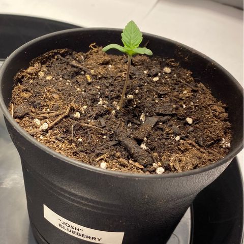 Josh growlog timeline photo