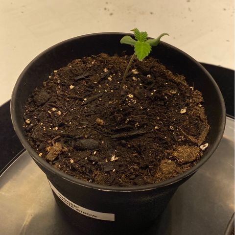 Goose growlog timeline photo