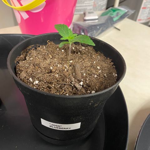 Josh growlog timeline photo