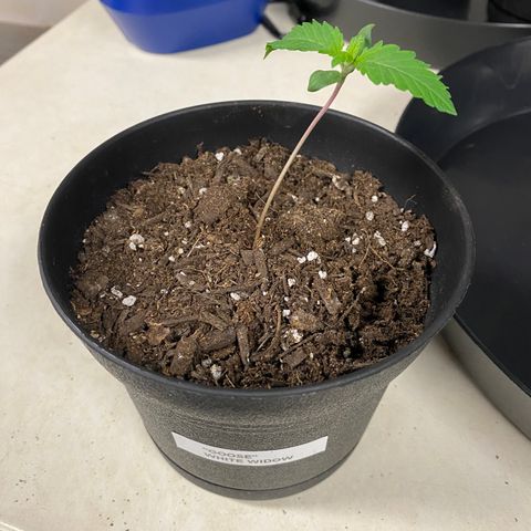 Goose growlog timeline photo