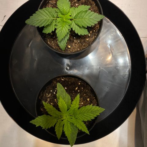 Josh growlog timeline photo