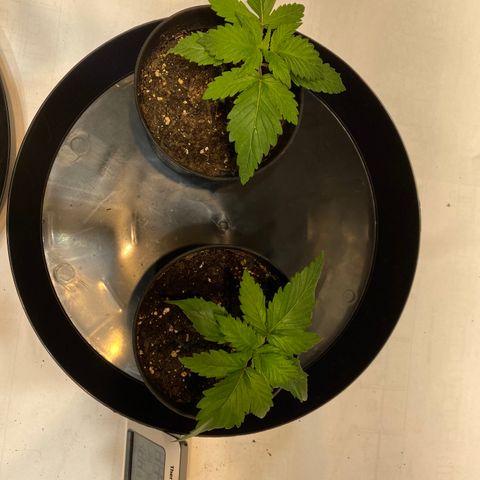 Goose growlog timeline photo