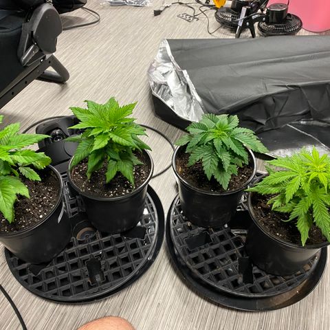 Josh growlog photo: Great response to transplanting but also think it might be eliminating the exhaust fan?