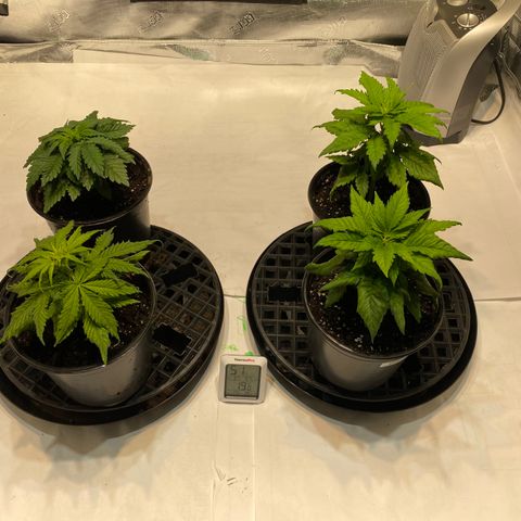 Josh growlog photo: Great response to transplanting but also think it might be eliminating the exhaust fan?