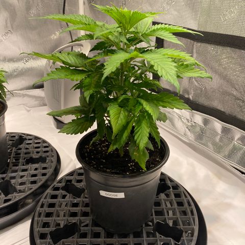 Goose growlog timeline photo