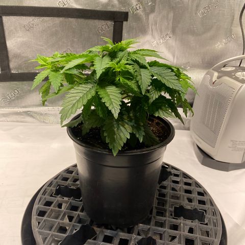 Josh growlog timeline photo