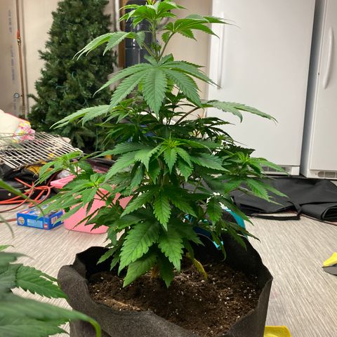 Goose growlog timeline photo