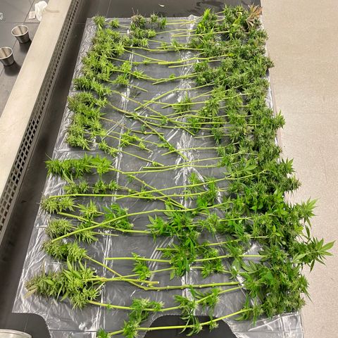 Josh growlog timeline photo