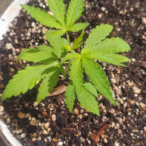 Sativa growlog photo: Cannabis sativa