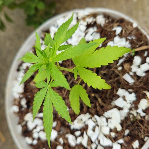 Sativa growlog timeline photo