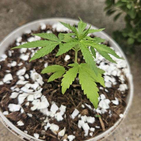 Sativa growlog timeline photo