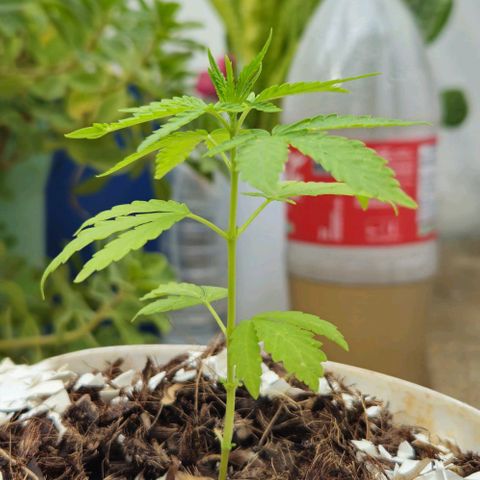 Sativa growlog timeline photo