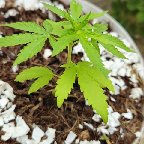 Sativa growlog timeline photo