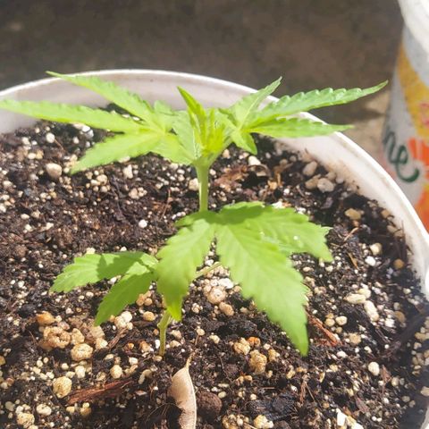 Sativa growlog photo: Fotos de 1 a 2 semanas 