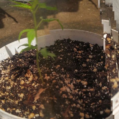 Sativa growlog photo: Fotos de 1 a 2 semanas 