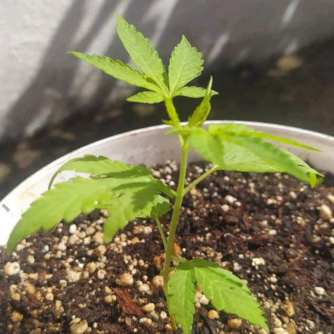 Sativa growlog photo: Fotos de 1 a 2 semanas 