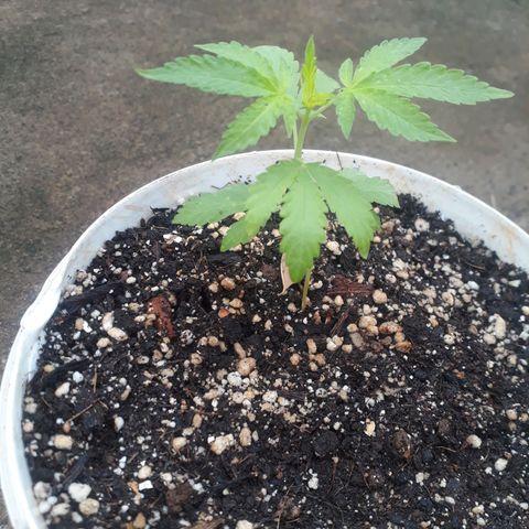 Sativa growlog photo: Fotos de 1 a 2 semanas 