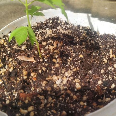 Sativa growlog photo: Fotos de 1 a 2 semanas 