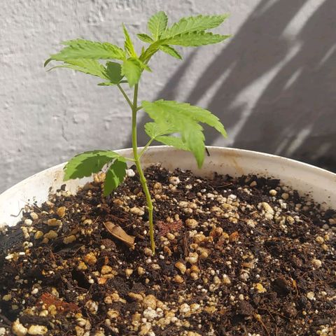 Sativa growlog photo: Fotos de 1 a 2 semanas 