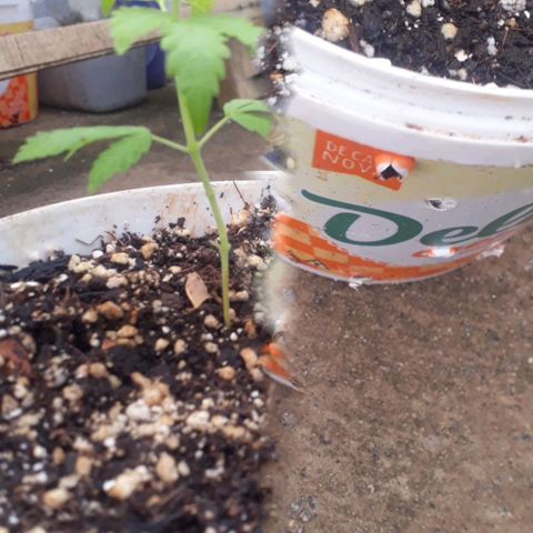Sativa growlog photo: Fotos de 1 a 2 semanas 