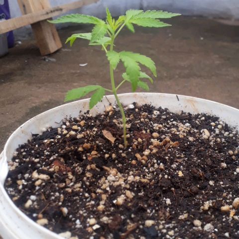 Sativa growlog photo: Fotos de 1 a 2 semanas 