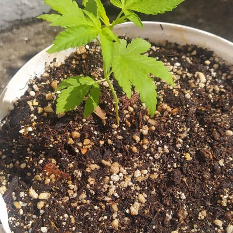 Sativa growlog photo: Fotos de 1 a 2 semanas 