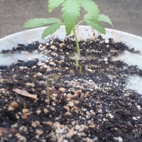 Sativa growlog photo: Fotos de 1 a 2 semanas 