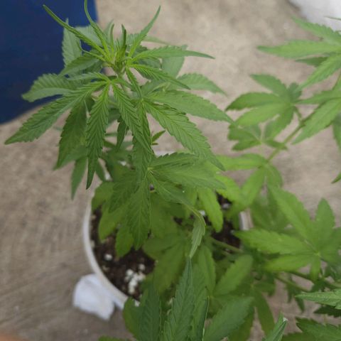 Sativa growlog timeline photo