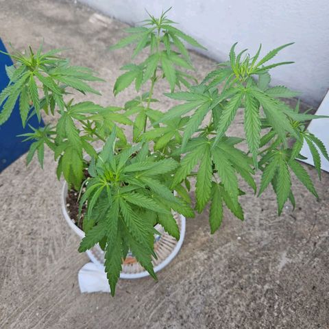 Sativa growlog timeline photo