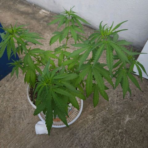 Sativa growlog timeline photo
