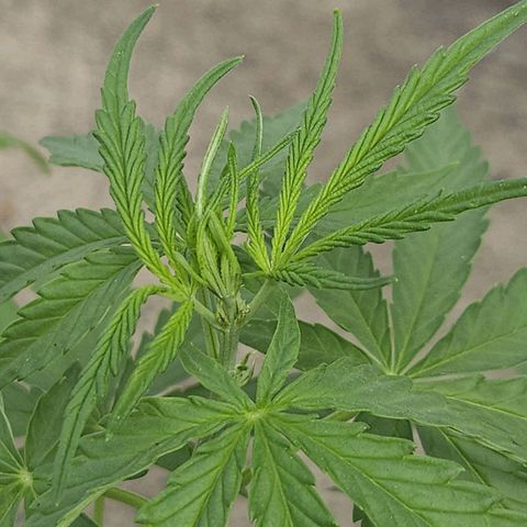 Sativa growlog timeline photo