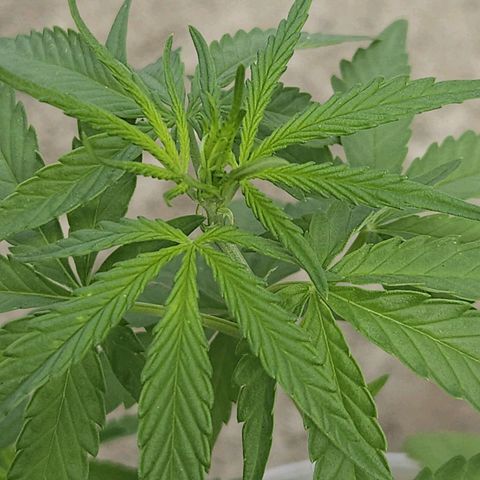 Sativa growlog timeline photo