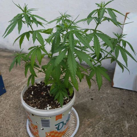 Sativa growlog timeline photo