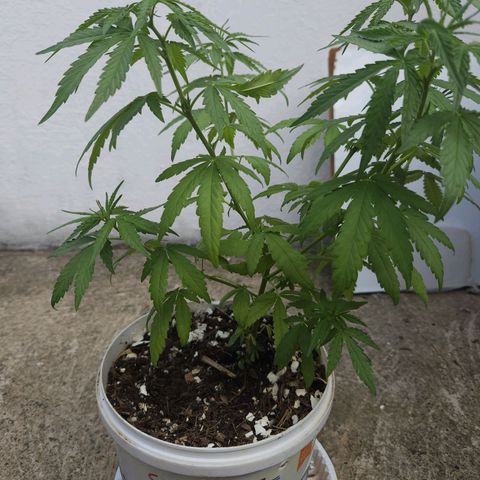 Sativa growlog timeline photo