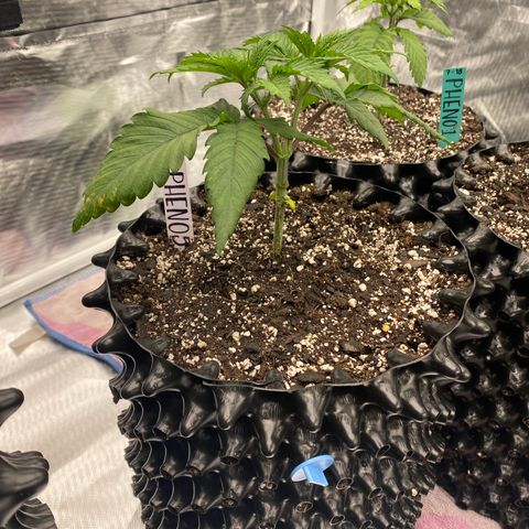 Jokerz Candy growlog timeline photo