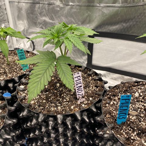 Jokerz Candy growlog timeline photo