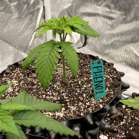 Jokerz Candy growlog timeline photo