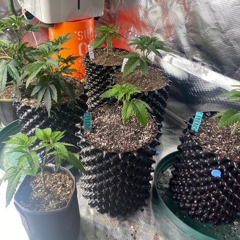 Jokerz Candy growlog timeline photo