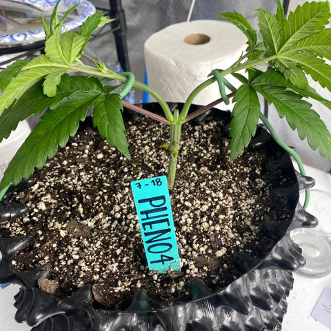 Jokerz Candy growlog photo: Light smell 