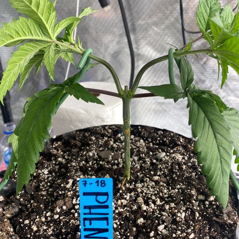 Jokerz Candy growlog photo: Light smell 