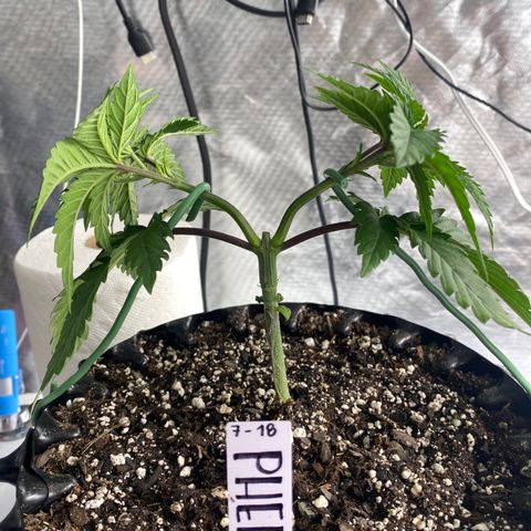 Jokerz Candy growlog photo: Sticky and smelly