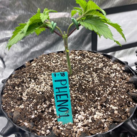 Jokerz Candy growlog photo: Runt slow growth 