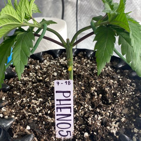Jokerz Candy growlog photo: Good growth and sweet smell 